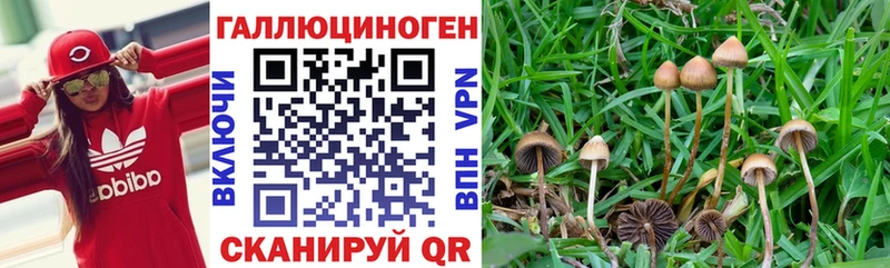 купить наркотики сайты  Волгодонск  Галлюциногенные грибы MAGIC MUSHROOMS 